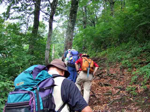 登山道のブナ林