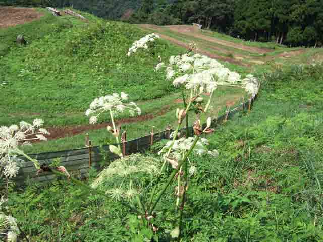 棚田2
