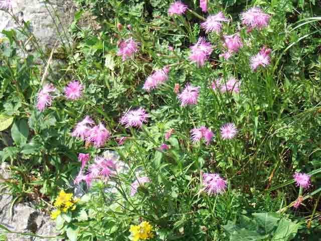 登山道のお花