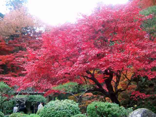 金剛輪寺庭園