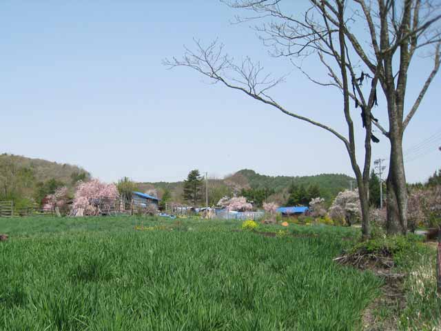 三岳高原の桜