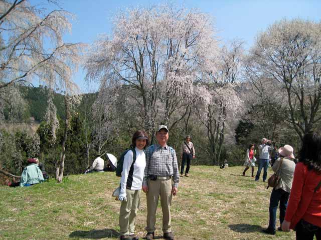 中千本の垂れ桜