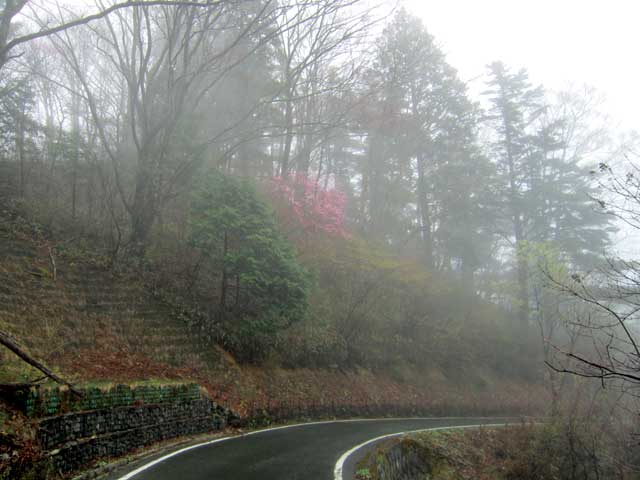 林道のツツジ
