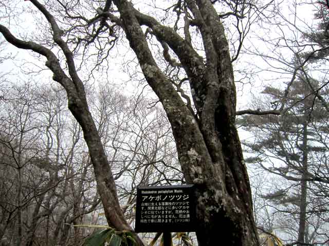 岩黒山アケボノツツジ