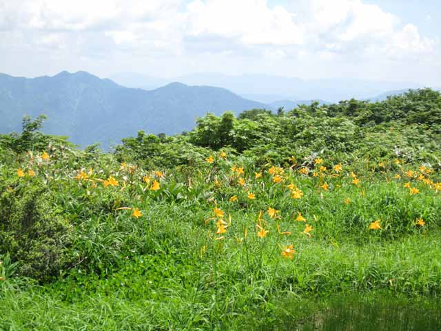 池塘のニッコウキスゲ