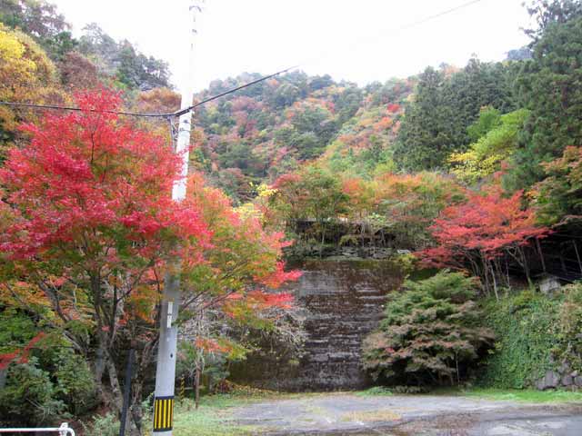 面河渓の紅葉