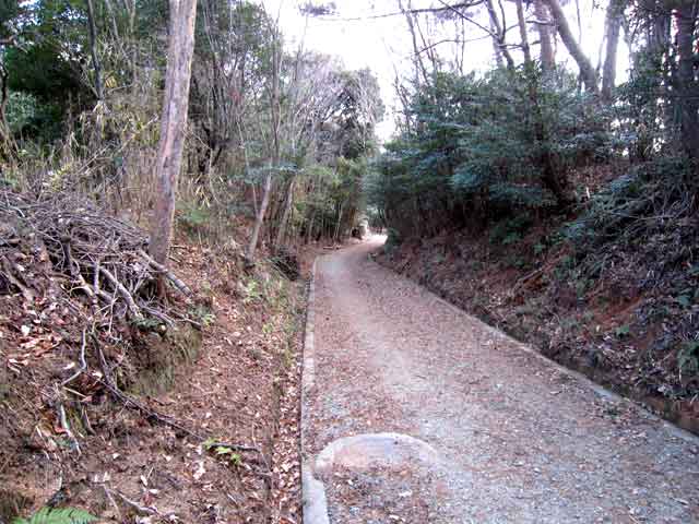 教学の森の林道