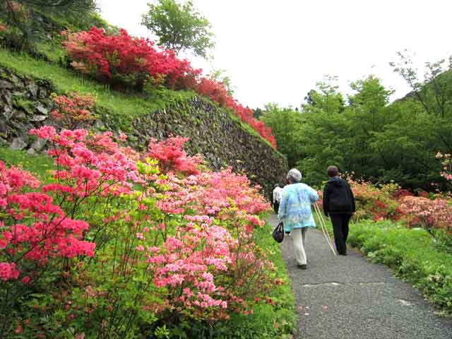 ツツジの花