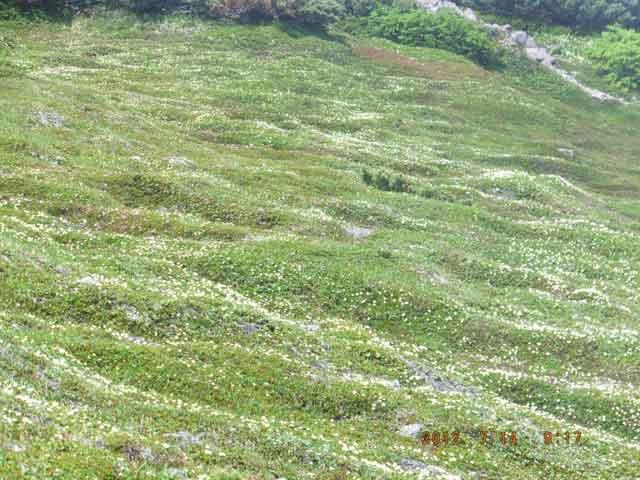 北海岳南面のチングルマ群