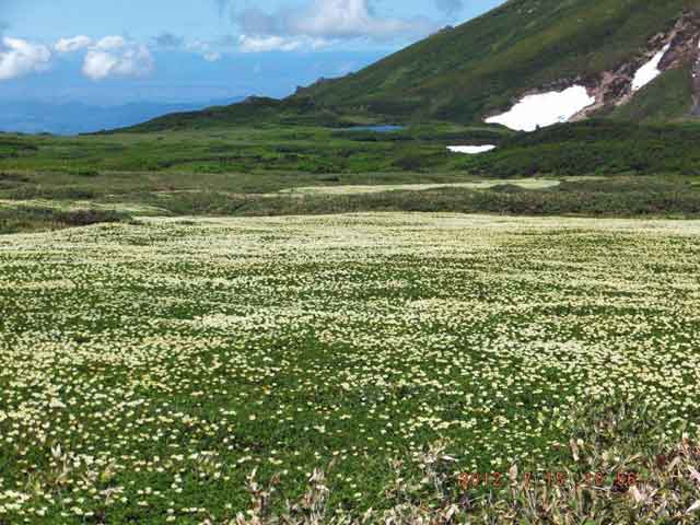 旭岳北面裾合平チングルマ大群落