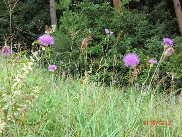 秋の風情、すすきと花
