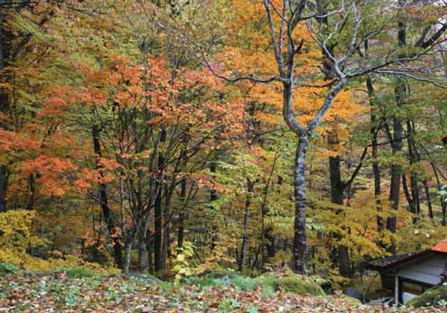 湯の小屋のはずれの駐車場の紅葉