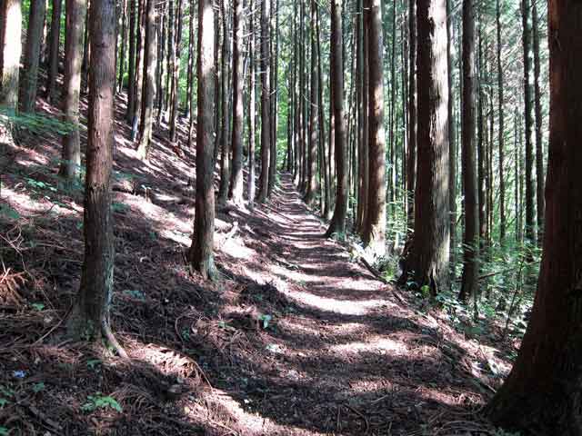 杉林と登山道