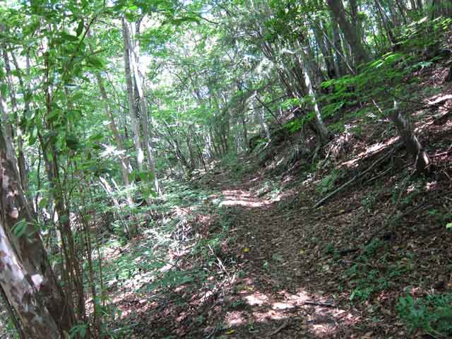 自然林と登山道