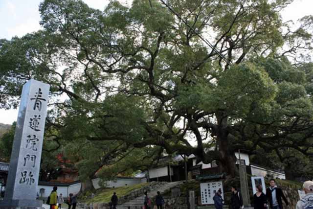 青蓮院門跡